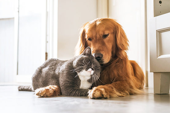 TWR_Cat&Dog-555x370px_v2