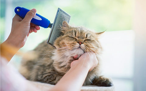 TWR_Cats-480x300px_v2
