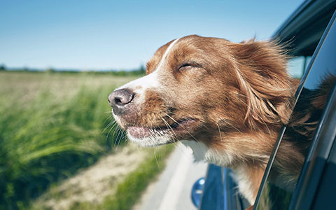 TWR_Dogs-480x300px_v2