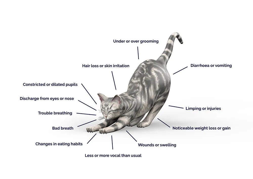 How to tell if your cat is sick diagram