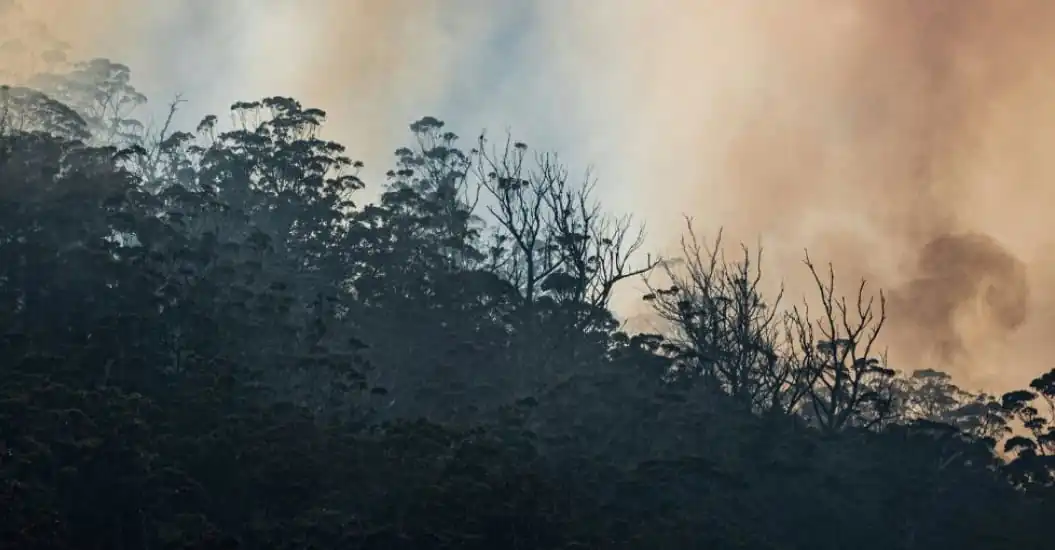 smoke and glowing sky against bush backdrop